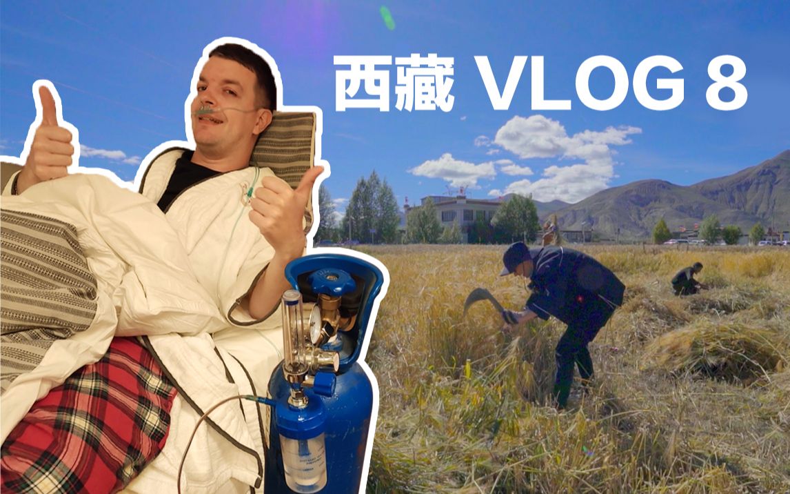 [图]英国小哥的西藏vlog 海拔4100米收青稞 撒贝宁吸氧get