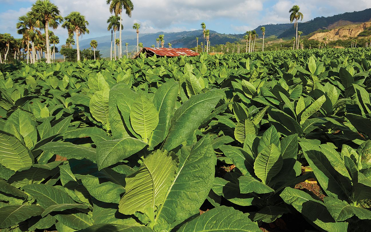 古巴雪茄,永远滴神,但它为何如此贵?
