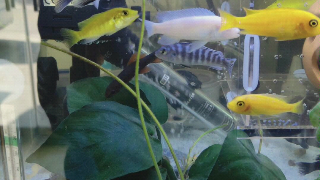杂鲷三湖慈鲷混养吃食太猛了