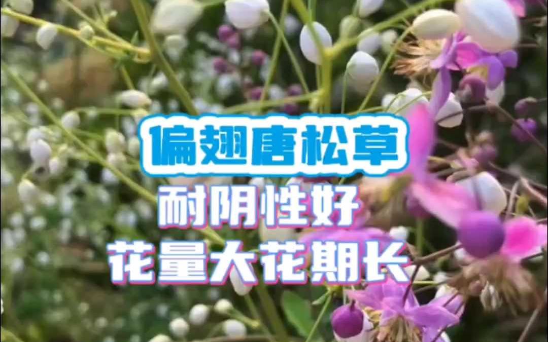 偏翅唐松草耐阴性好 花量大花期长哔哩哔哩bilibili