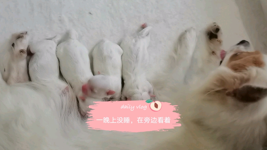 蝴蝶犬(不是纯种).昨天一晚上没睡,就在旁边看着它生小宝宝.哔哩哔哩bilibili