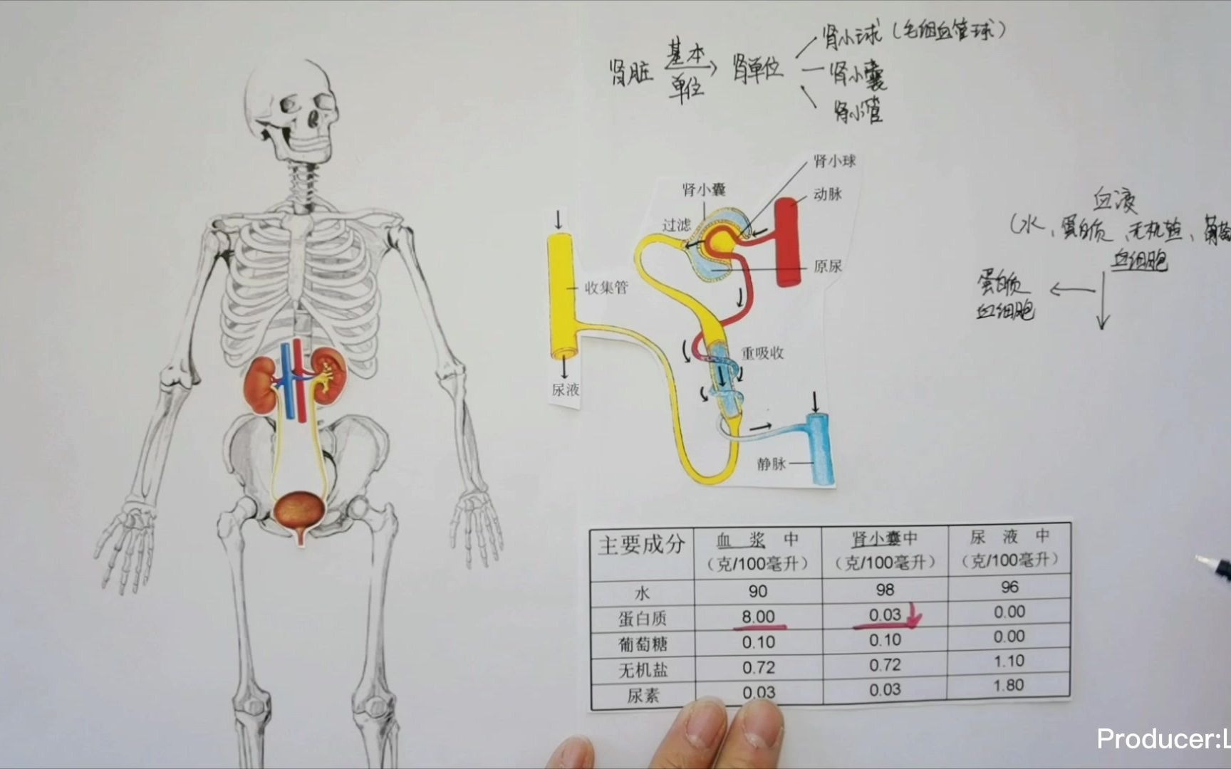 人体结构奥秘——尿液的形成哔哩哔哩bilibili