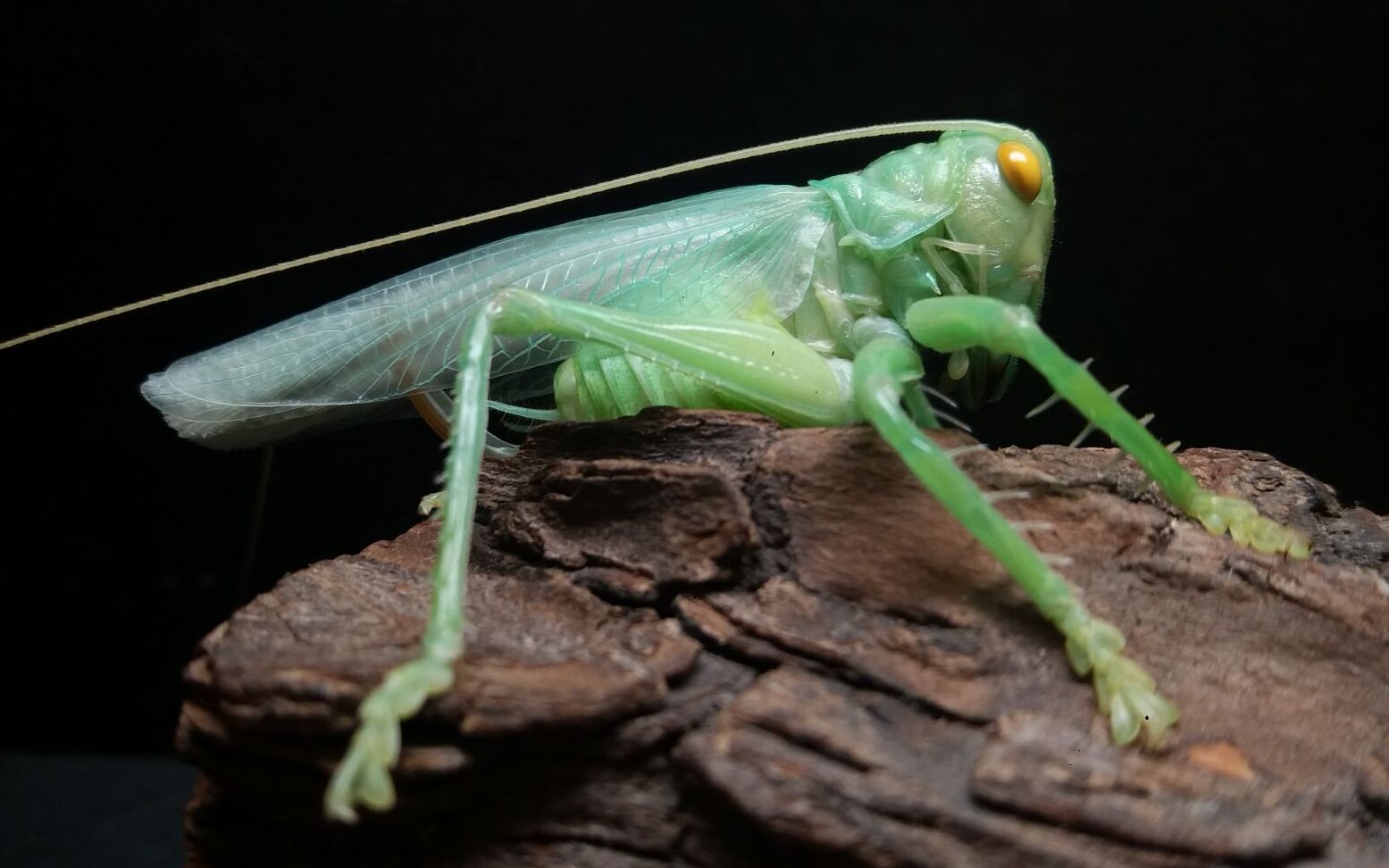 【打架(wèi shí)】优蟋螽vs东亚钳蝎_哔哩哔哩_bilibili