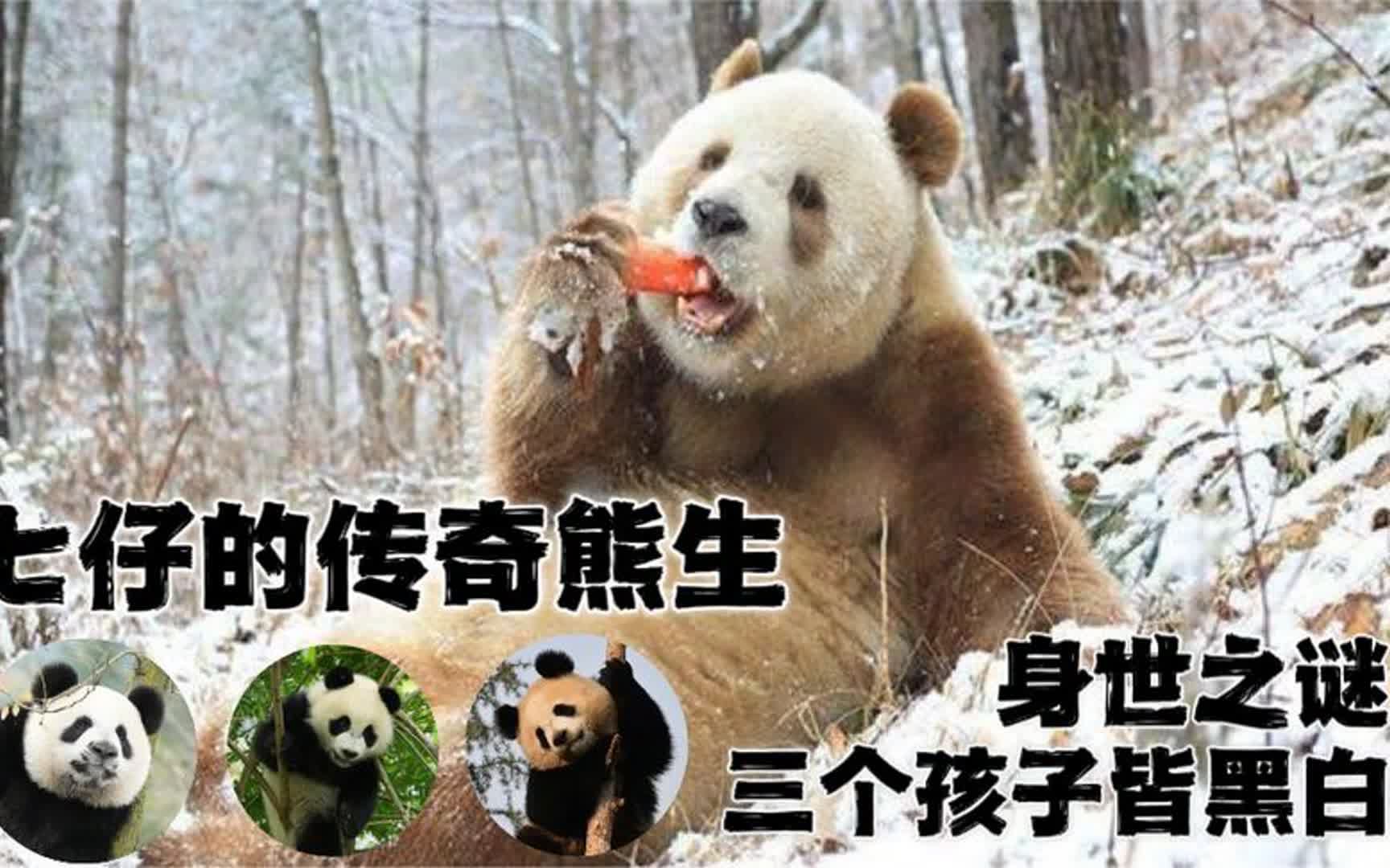 七仔:全球唯一圈养棕色大熊猫,儿女双全收获三个孩子的熊生赢家