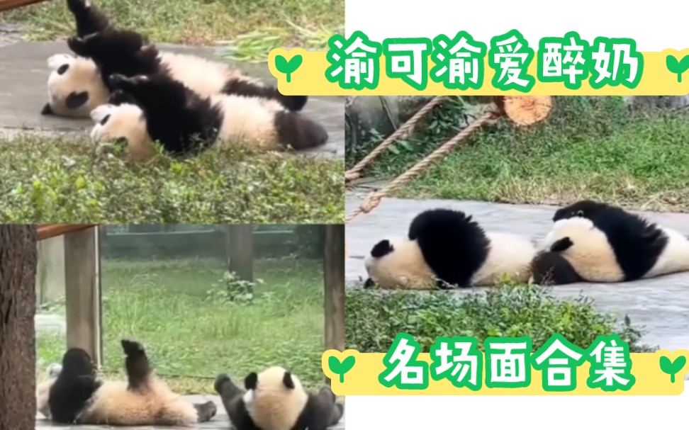 渝可渝爱大型醉奶名场面合集,好奇这盆盆奶到底有几度