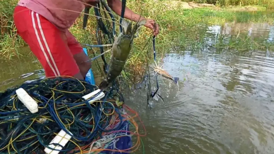 菲律宾渔民在农村小溪放粘网，捕捉个头很大的罗氏沼虾#农村生活#户外#罗氏虾_哔哩哔哩_bilibili