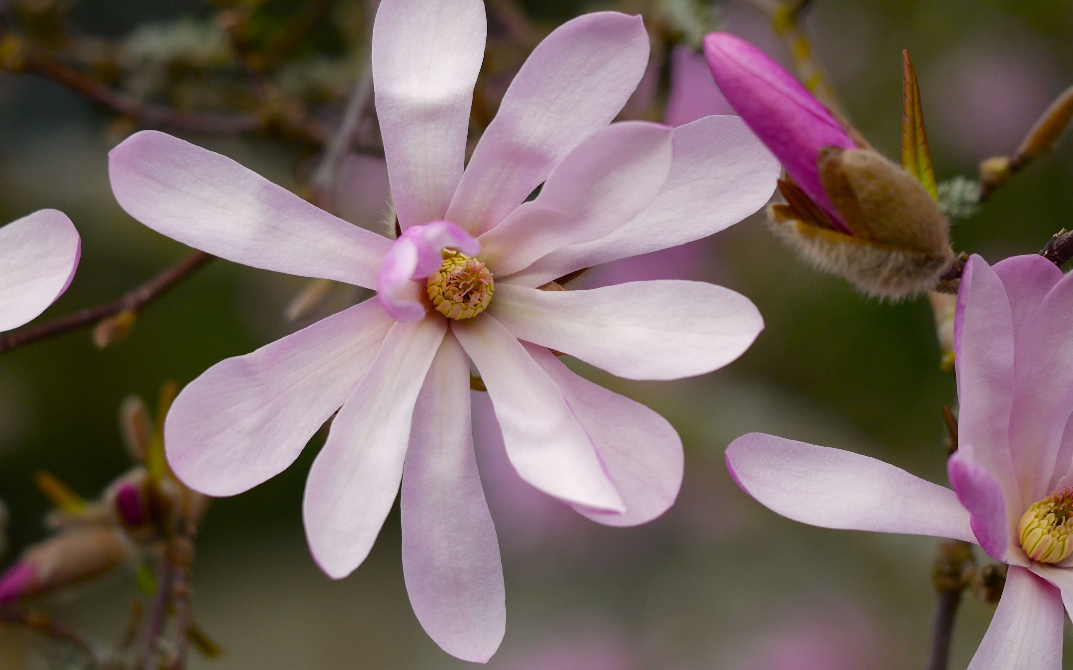 [图]［4K］ 桃花盛开的季节