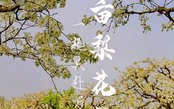 【风景】陕西乾县万亩梨花绽放,赏花春游正当时哔哩哔哩bilibili