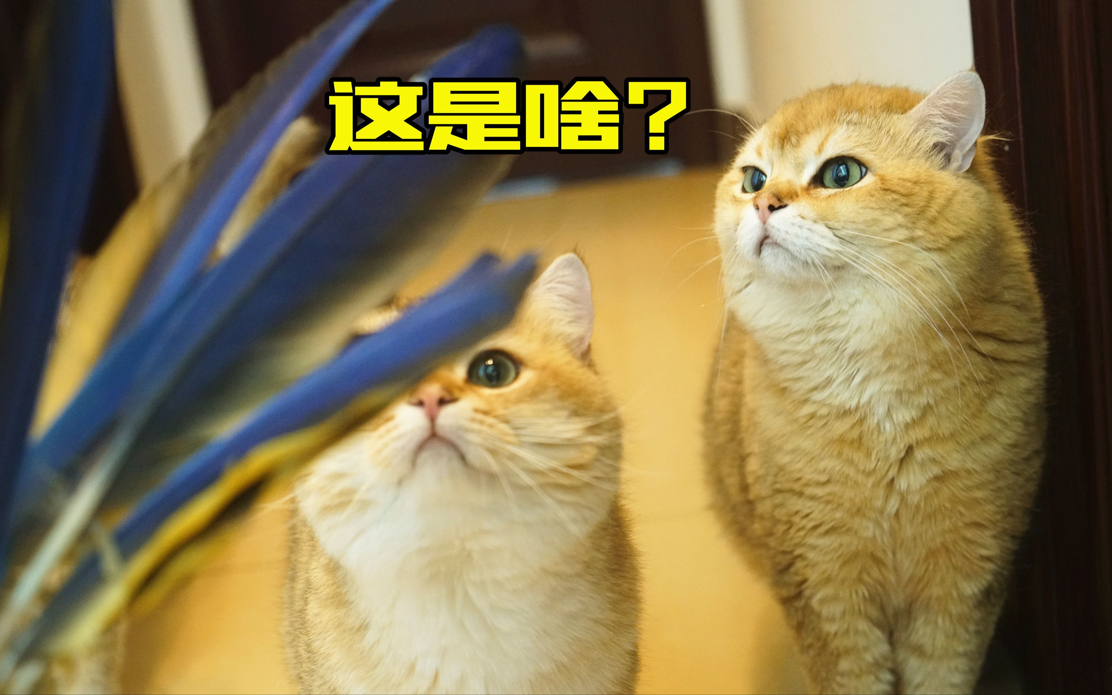 自制带羽毛的逗猫棒,猫咪会更喜欢吗?哔哩哔哩bilibili