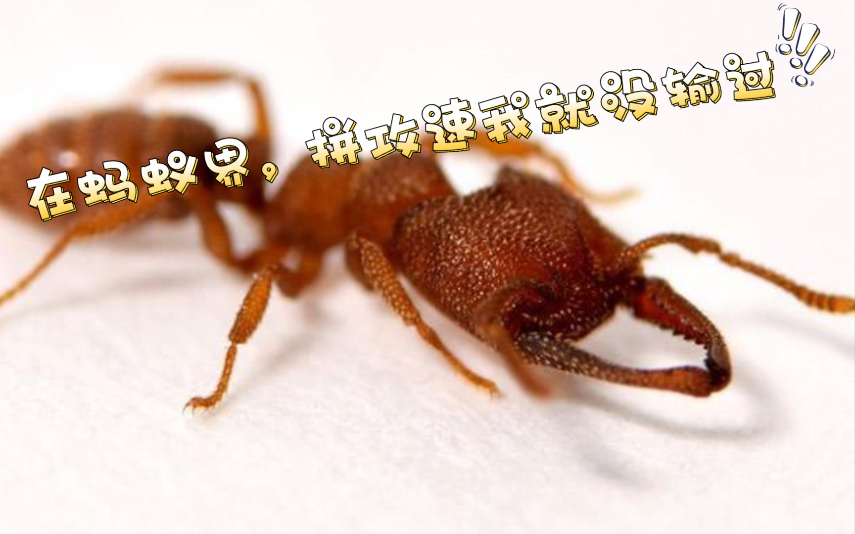 蚂蚁界的攻速传奇——卡米拉迷猛蚁.