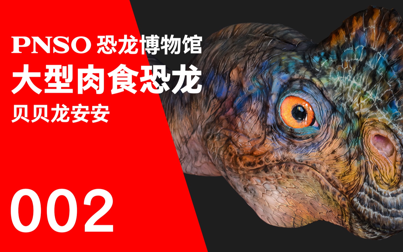 pnso恐龙博物馆| 三分钟带你认识一种恐龙——贝贝龙安安