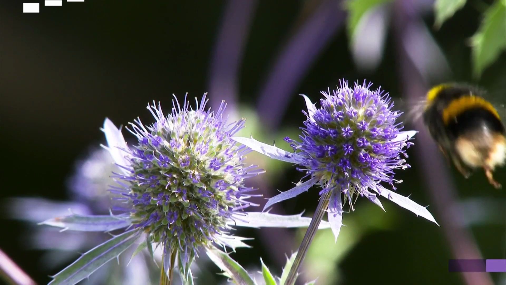 【newsround儿童英语新闻】whats the buzz about bees why are they