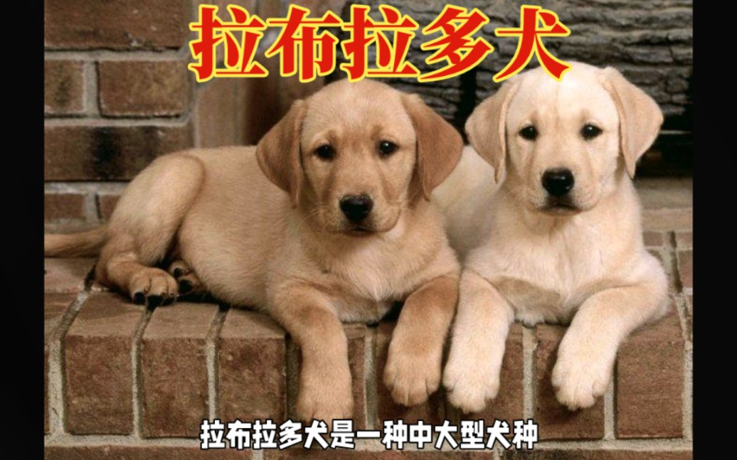 拉布拉多犬:温和友善,人见人爱的犬种哔哩哔哩bilibili