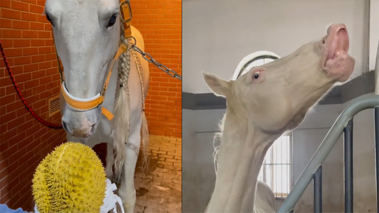 当马儿初尝榴莲臭豆腐味,呲牙咧嘴"骂街"不停:真不干"人事"