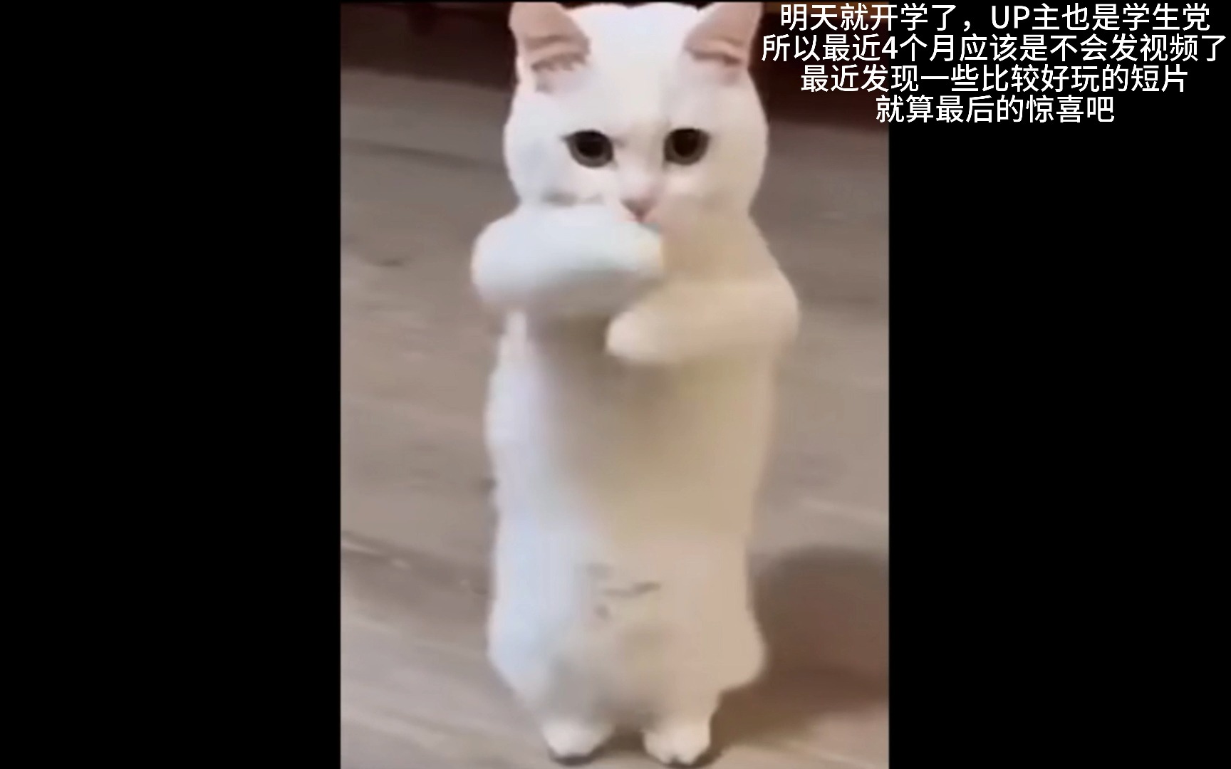 yy小猫咪摩托摇图片