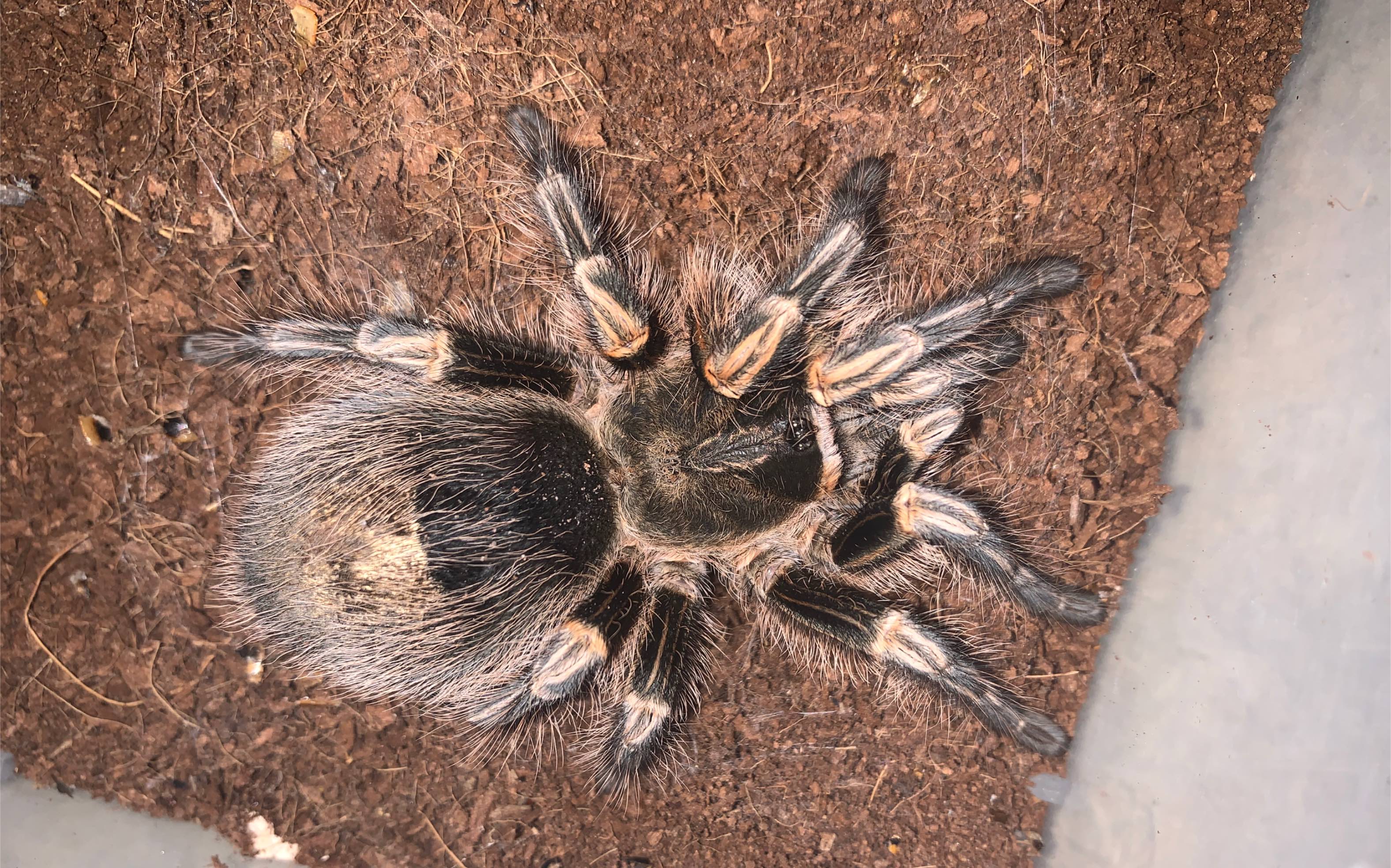 闲着没事把金直间肚子上的毛刮掉看看要不要蜕皮,典型的吃饱了撑的