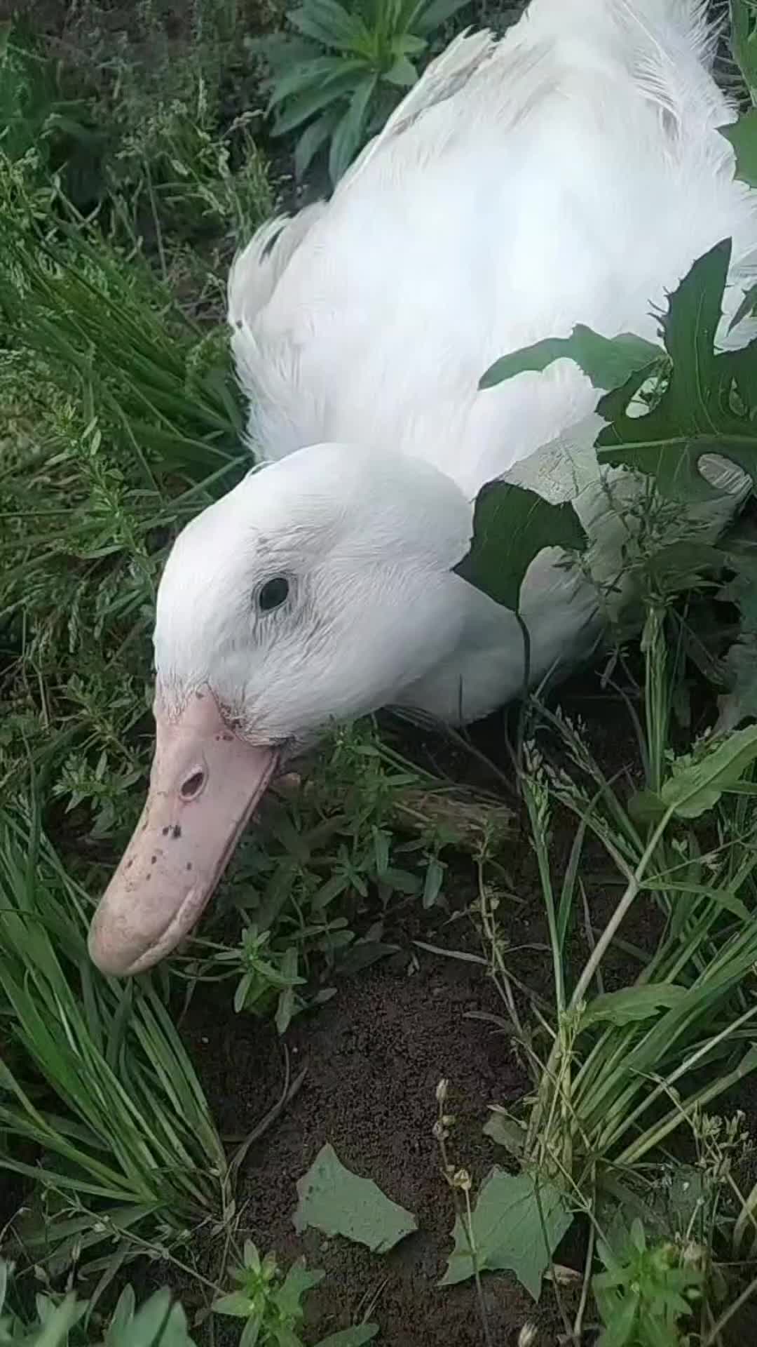 宠物大鹅日常萌