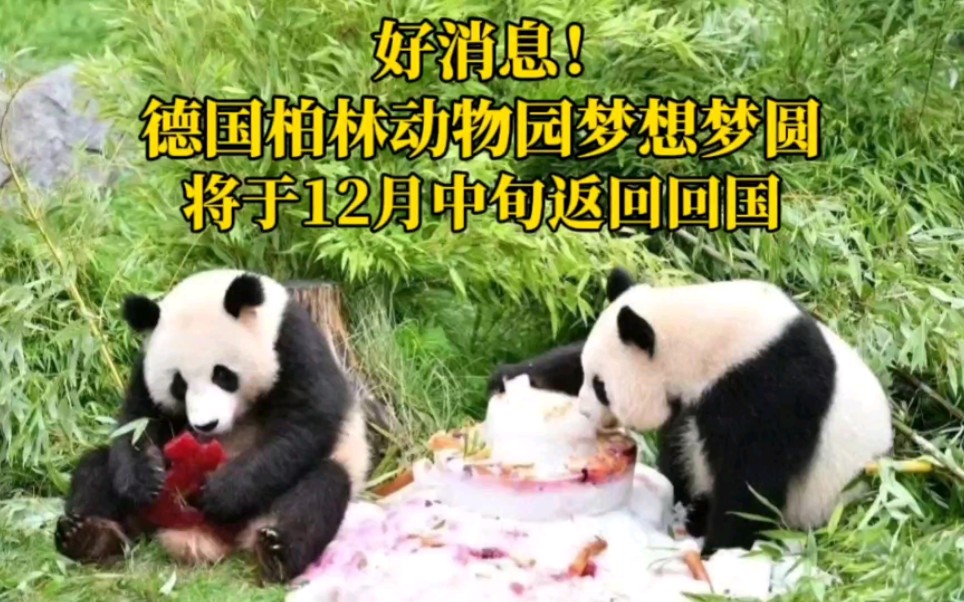 根据德国柏林动物园最新消息,德国柏林动物园大熊猫梦想梦圆将于12月