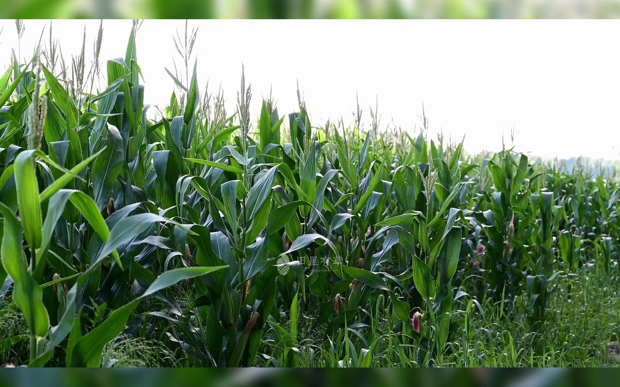 田里的玉米熟了