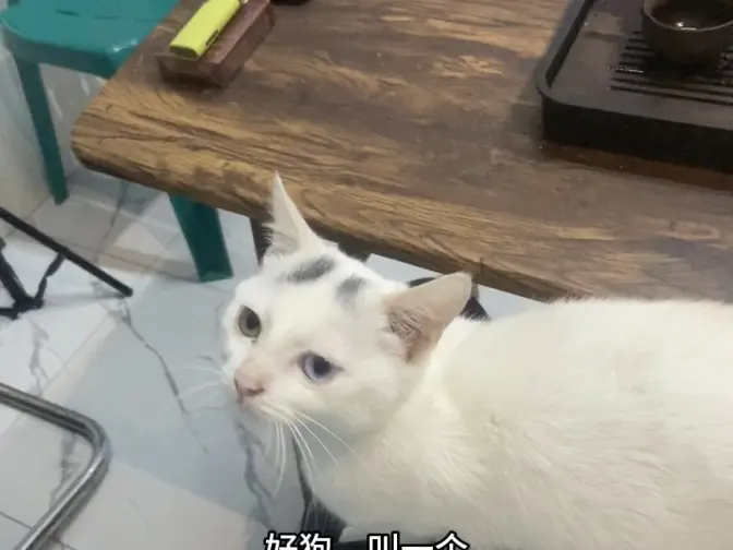 从小和狗长大的猫这样叫