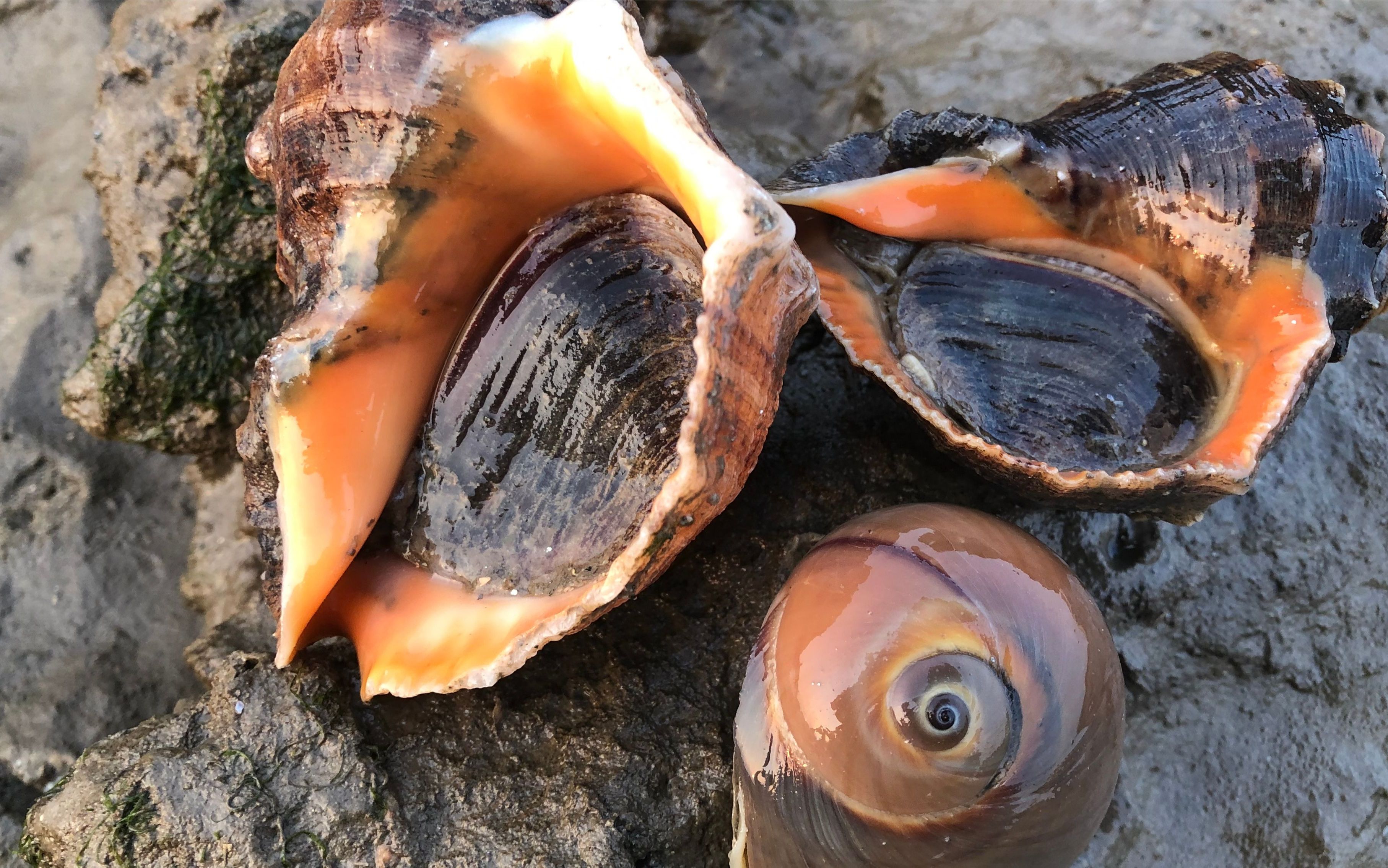 二哥赶海发现岩石下的大海螺,今天开始吃独食必须都抓回去