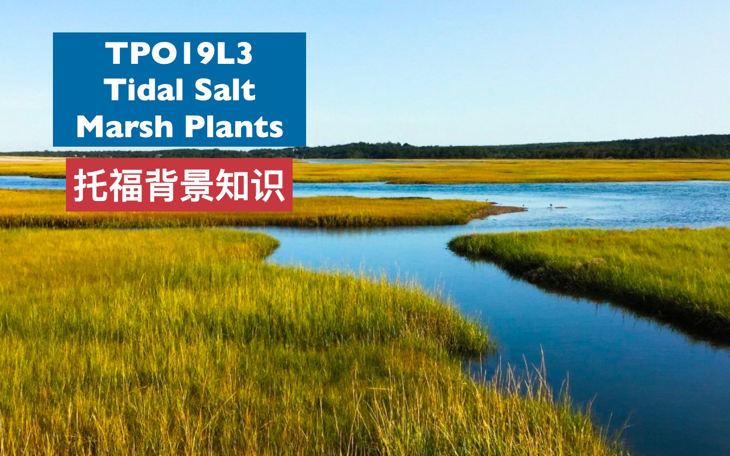 点对点托福背景知识Marine Biology TOP19L3 Tidal Salt Marsh Plants哔哩哔哩bilibili