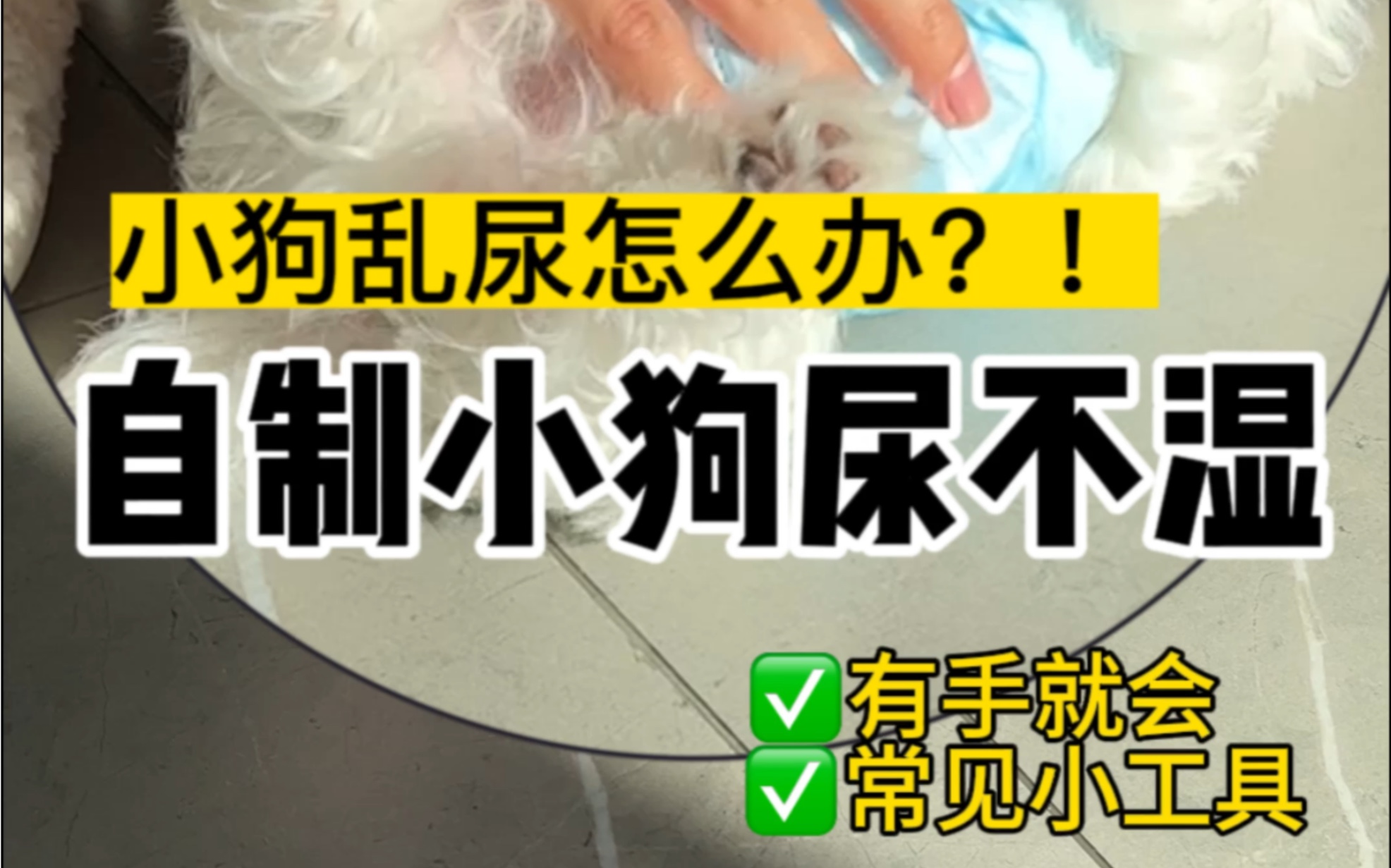 小狗乱尿解决方法来啦!自制小狗尿不湿#马尔济斯幼犬 #狗尿不湿 #萌宠日常记录哔哩哔哩bilibili