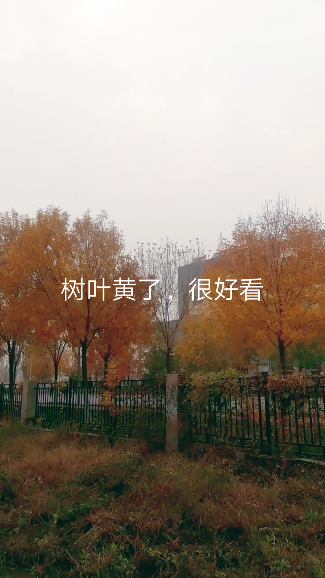 树叶黄了哔哩哔哩bilibili