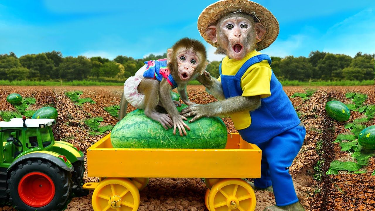 萌宠小猴子:小猴子挑战摘西瓜,可是拖拉机半路坏了可咋办呀?