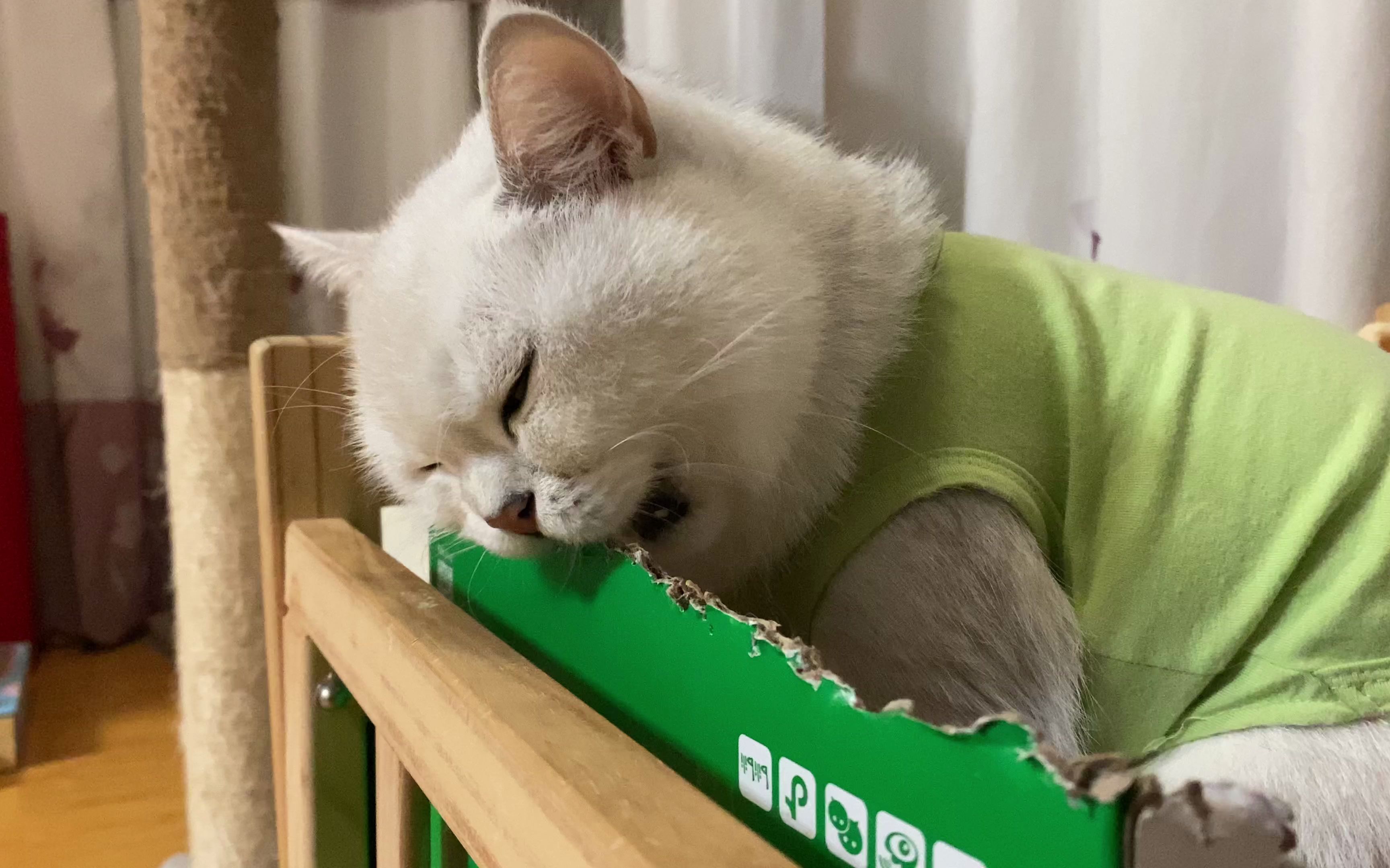 活动作品沉浸式拆家的修猫