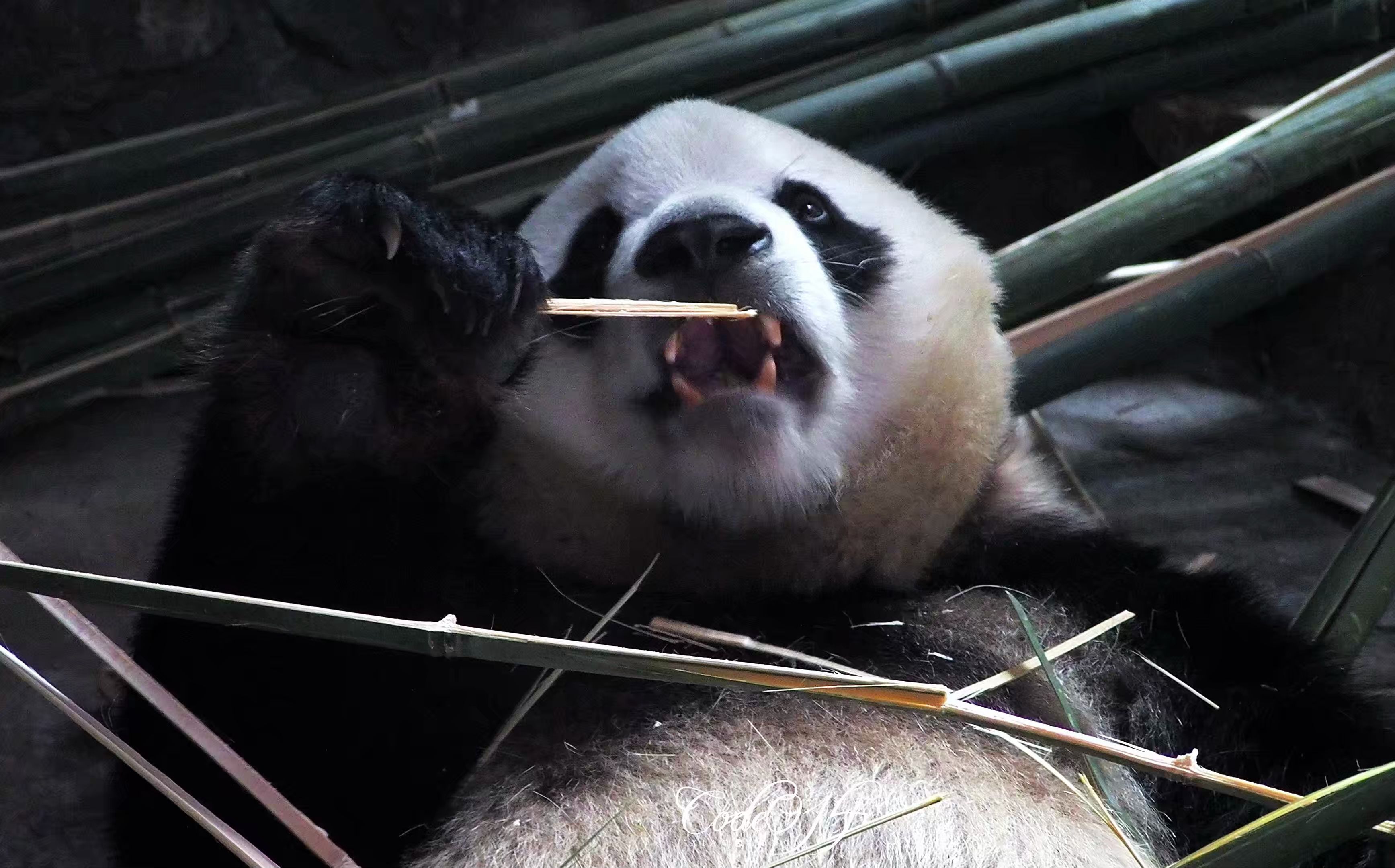 北京动物园躺着吃竹子的大熊猫福星(胖大海)20240514