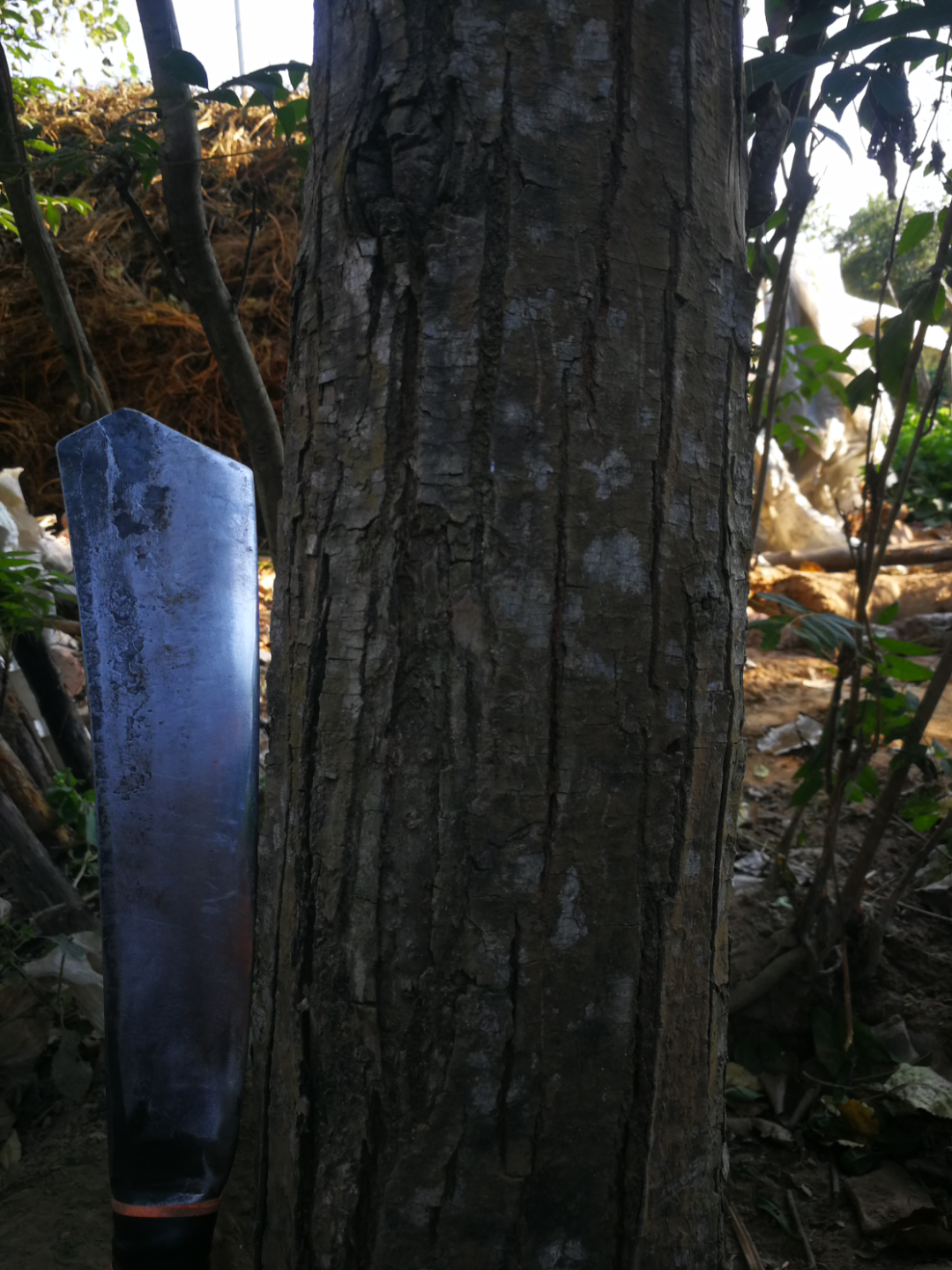 三十秒解决一棵死树