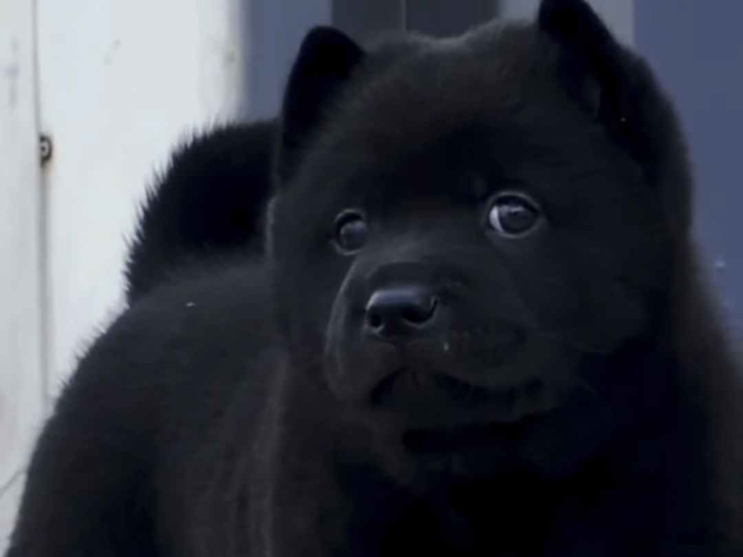 中华田园犬之五黑犬