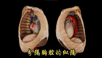 分隔胸腔的纵隔