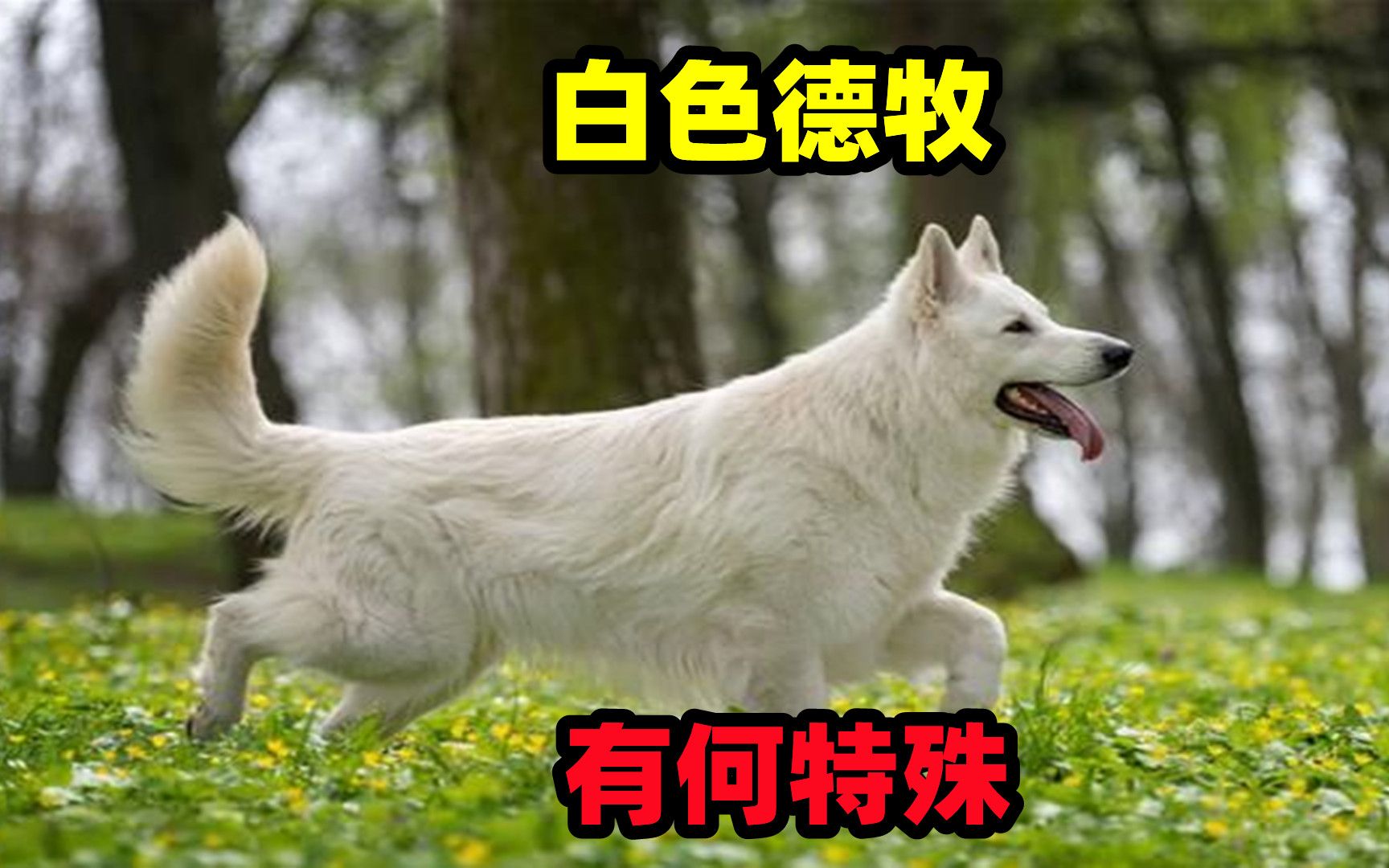 瑞士牧羊犬与德牧有什么关系,这种白色狼犬有何特殊之处哔哩哔哩bilibili