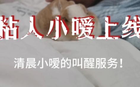 粘人小嗳上线,清晨小嗳的叫醒服务!哔哩哔哩bilibili