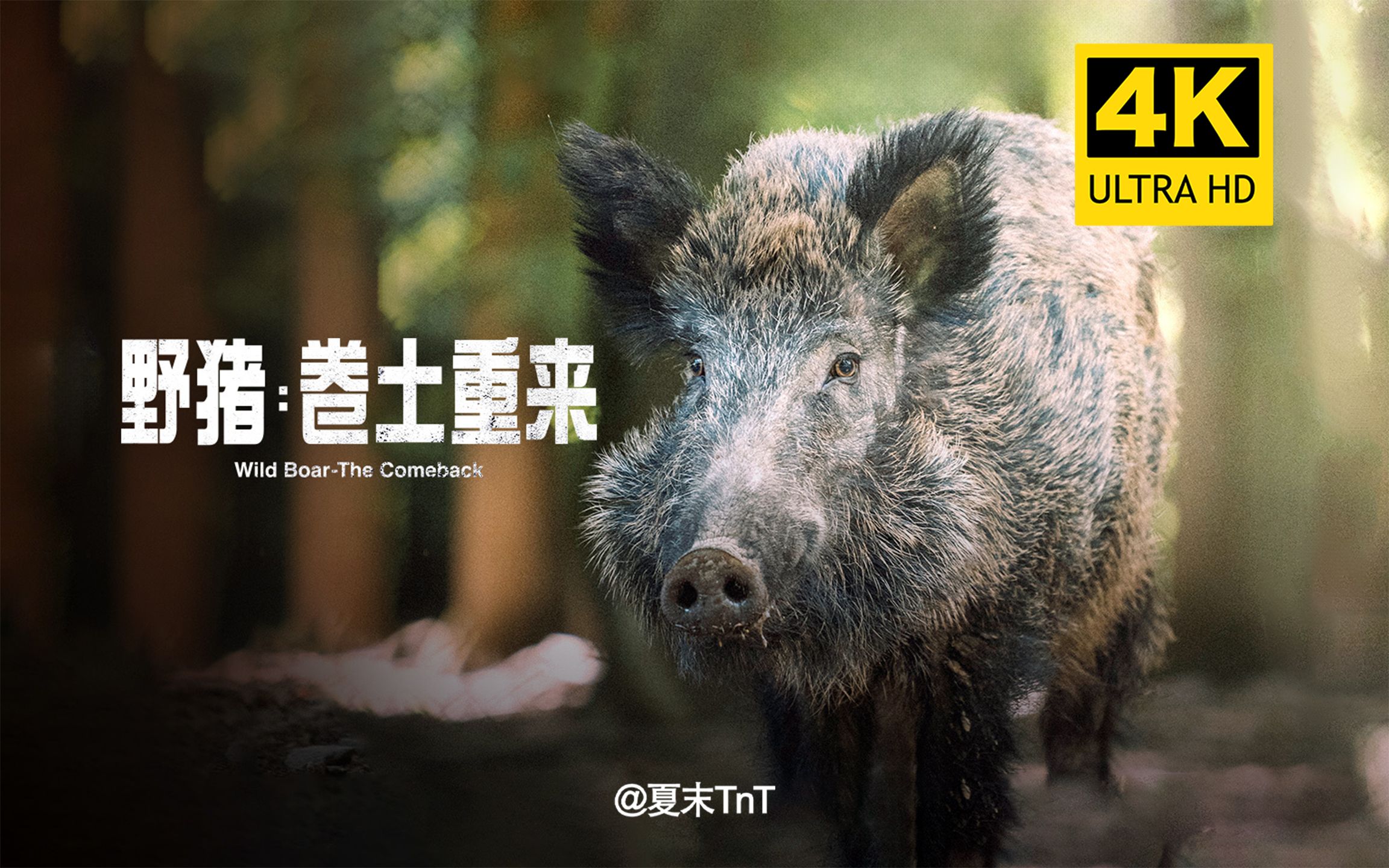 [图]【纪录片】《野猪：卷土重来》4K超清 中文字幕 Wild Boar - The Comeback【国语配音】（2022）