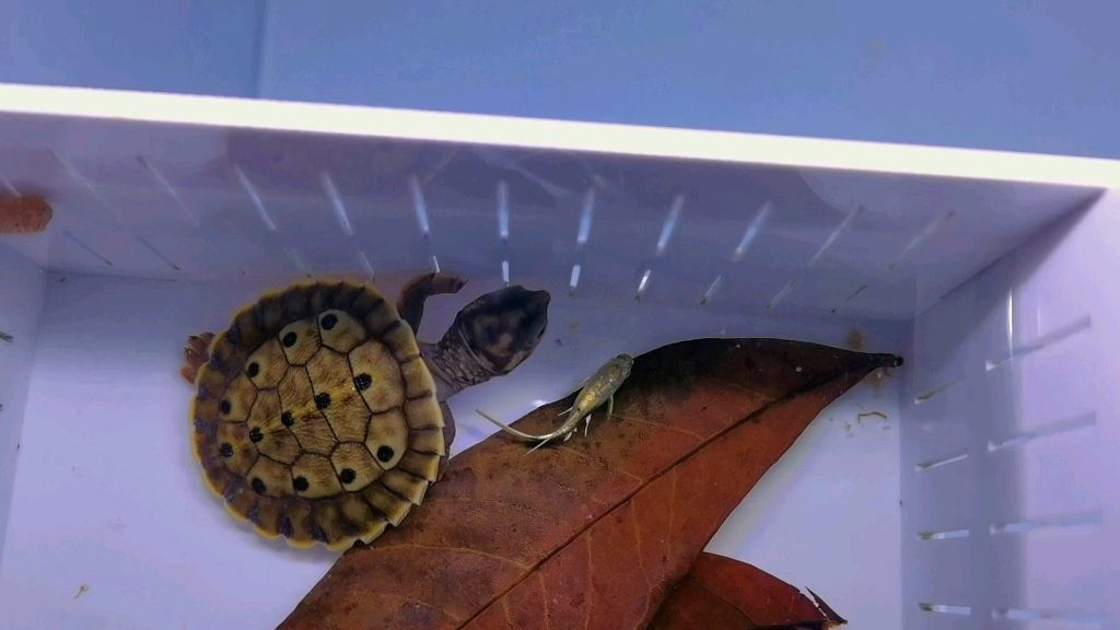 elseya branderhorsti 布氏癞颈龟