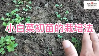 小白菜间苗移栽，酸奶杯废物利用。_哔哩哔哩_bilibili