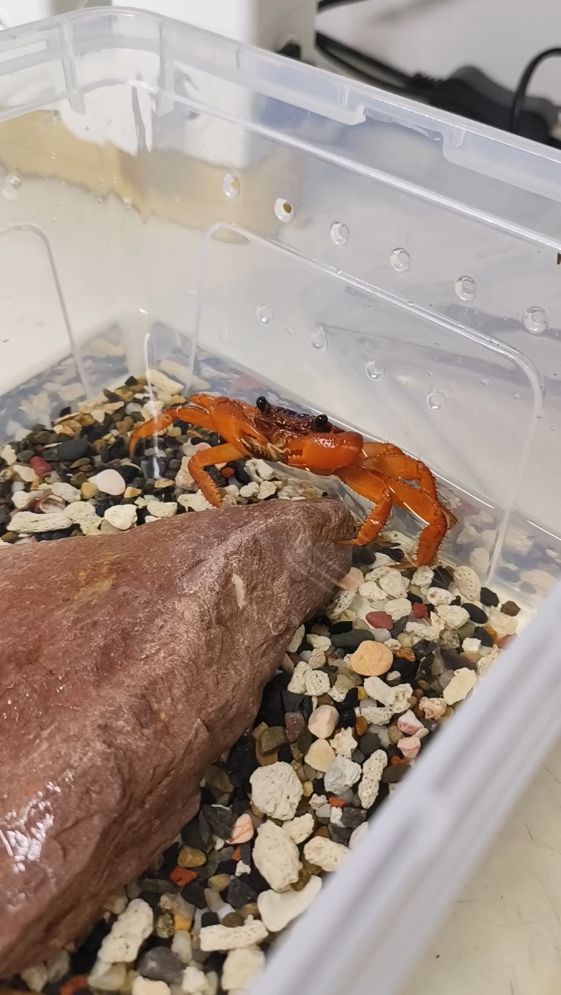 可爱的斯氏陆方蟹大快朵颐