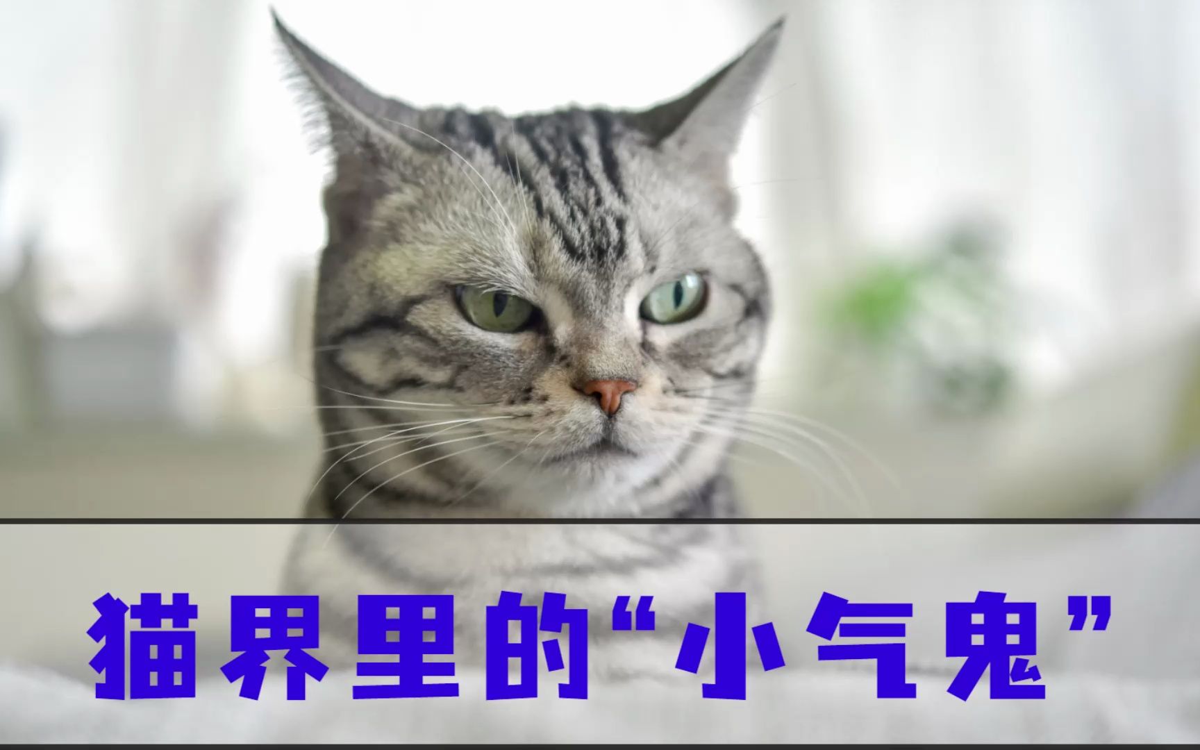 4大小气猫,看看你家的猫咪上榜了吗?