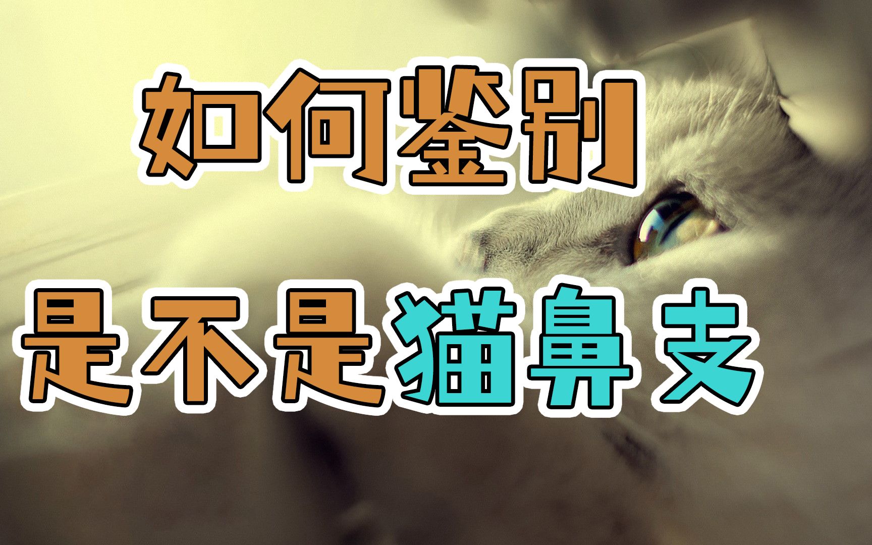 如何鉴别是不是猫鼻支