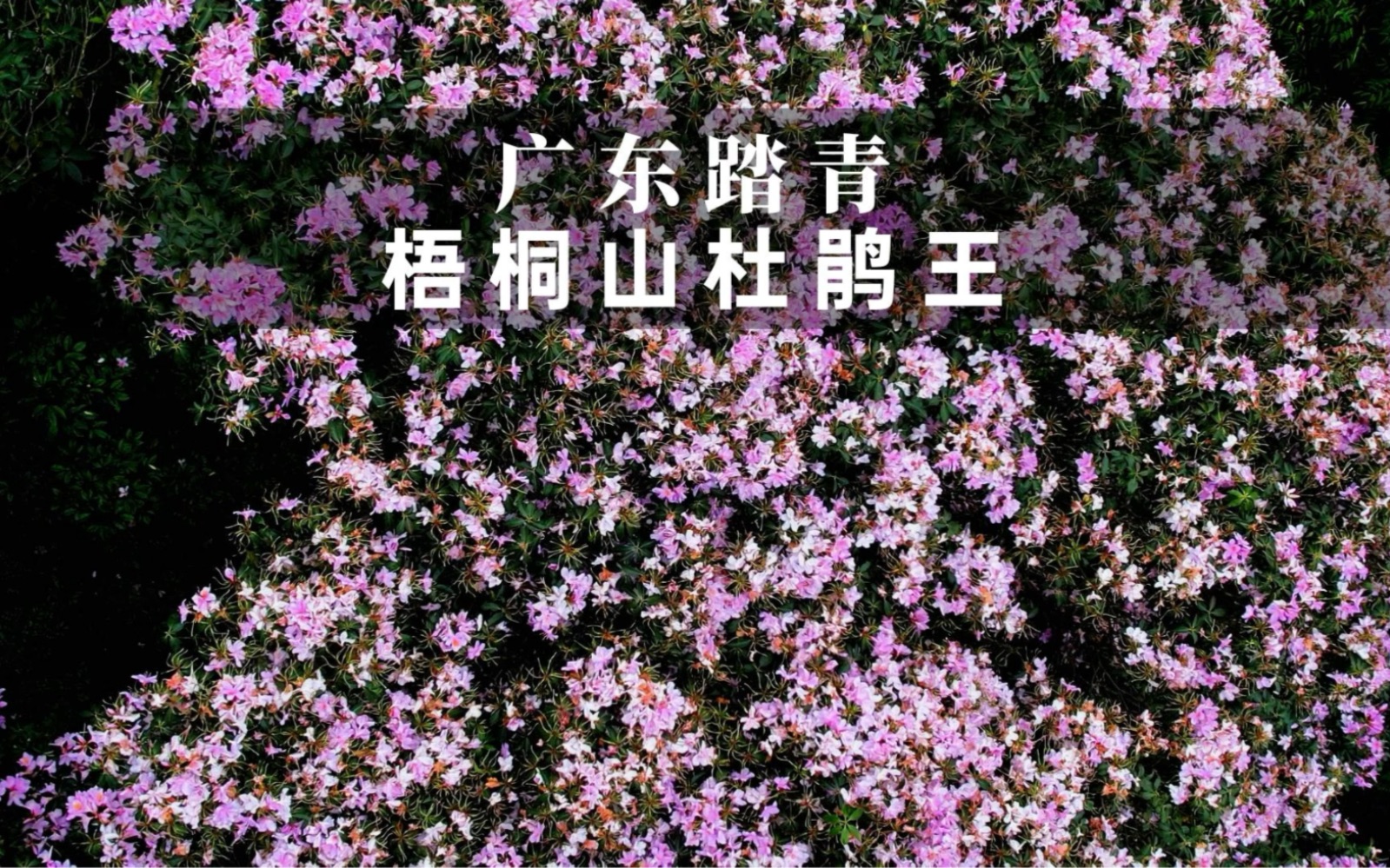 梧桐山的千年杜鹃王已经盛开啦!