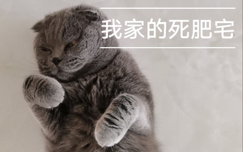 一只做梦中的死肥宅