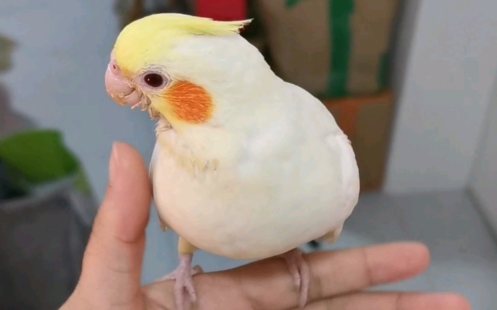 玄凤鹦鹉 玄凤鸡仔是个粘人精~主人怎么回事!居然让鸡摔了