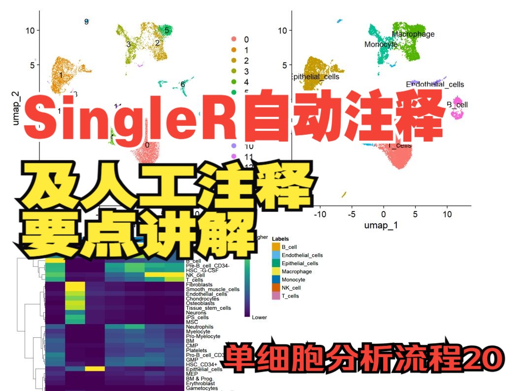 单细胞SingleR自动注释/人工注释要点讲解,单细胞数据分析标准流程20哔哩哔哩bilibili