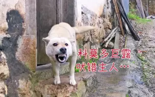 Download Video: 田园犬露露吠错主人，进门一瞬间好尴尬，想求我帮它圆场