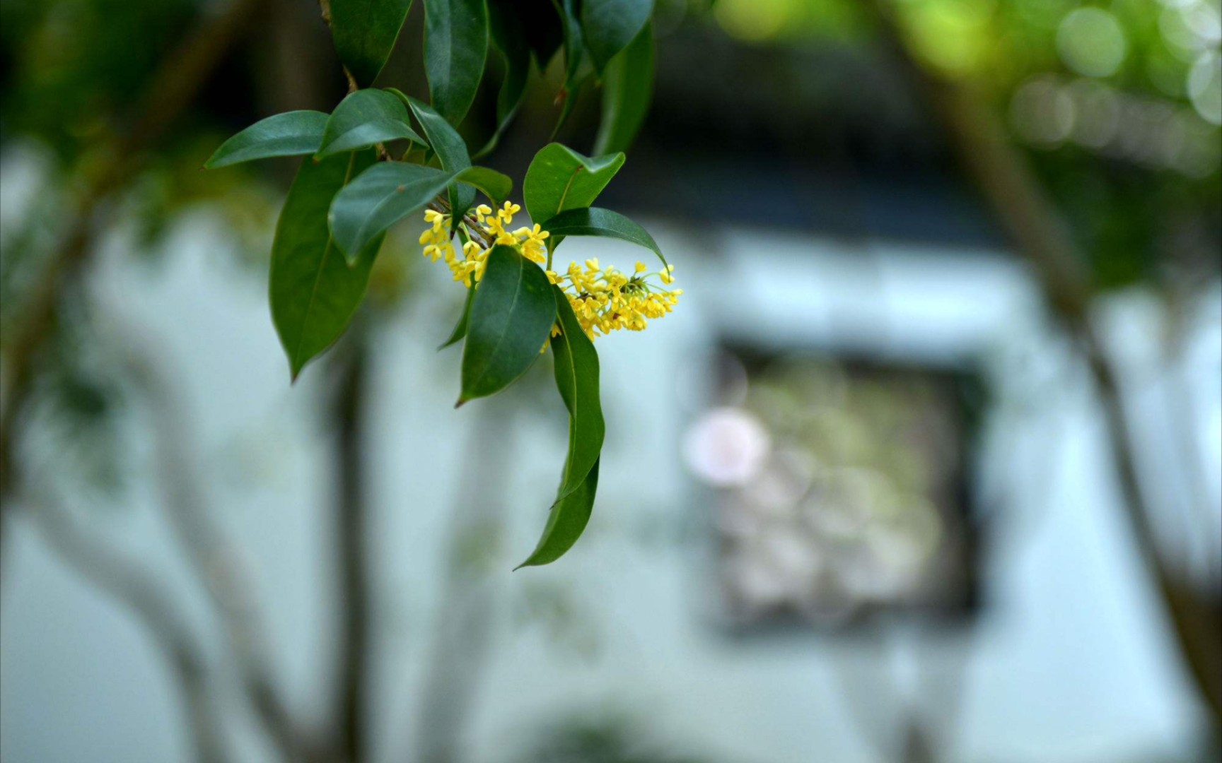 《鹧鸪天·桂花》李清照——何须浅碧深红色,自是花中第一流