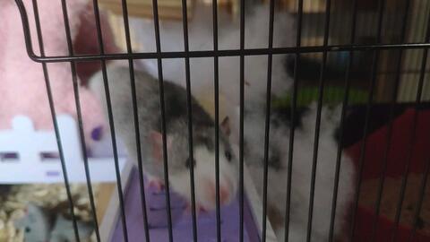 满月花枝鼠付邮送 武汉同城可自提 哔哩哔哩 Bilibili