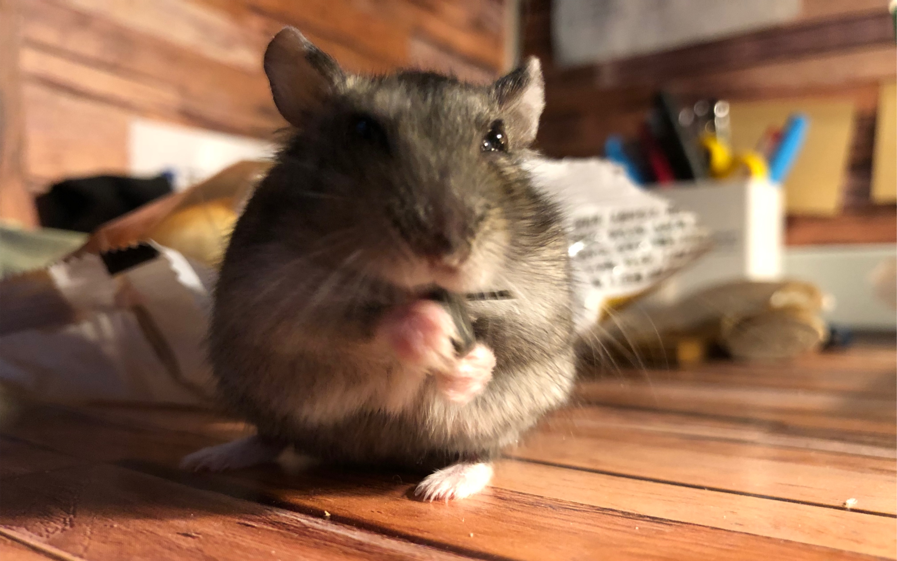 喜欢在手掌里吃东西的懒鼠